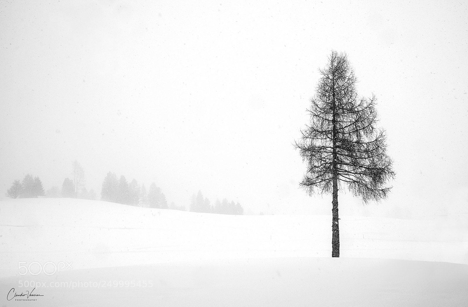 Nikon D5600 sample photo. Alone in the snow photography