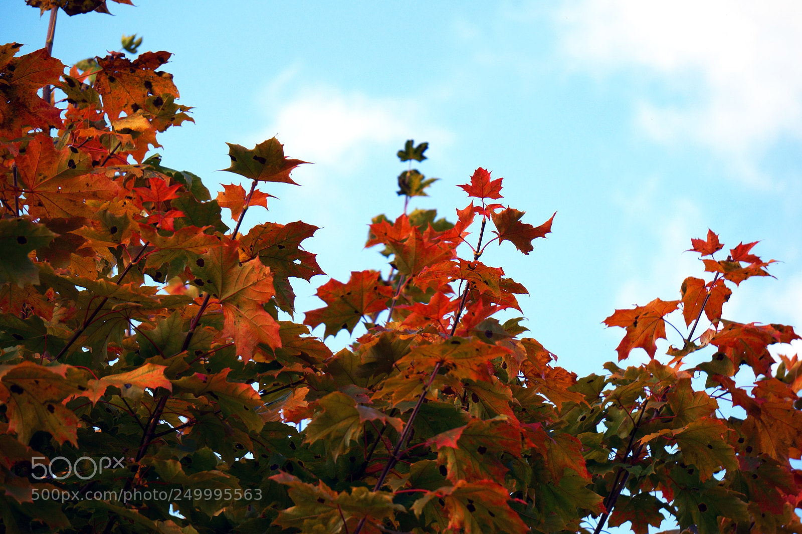 Sony Alpha a5000 (ILCE 5000) sample photo. Dsc photography