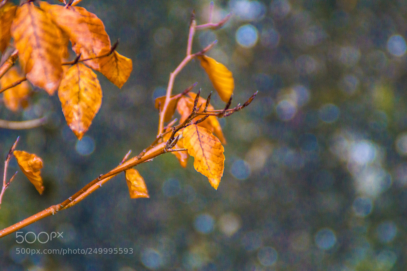 Sony a5100 sample photo. Walking in castione della photography