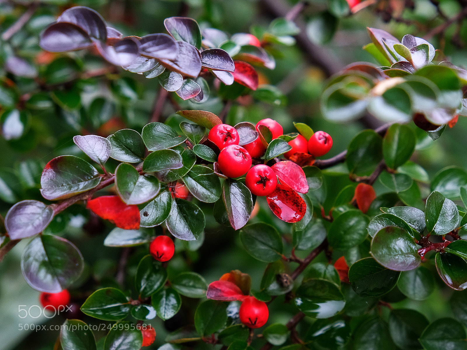 Fujifilm X-T20 sample photo. Berries of barberry after photography