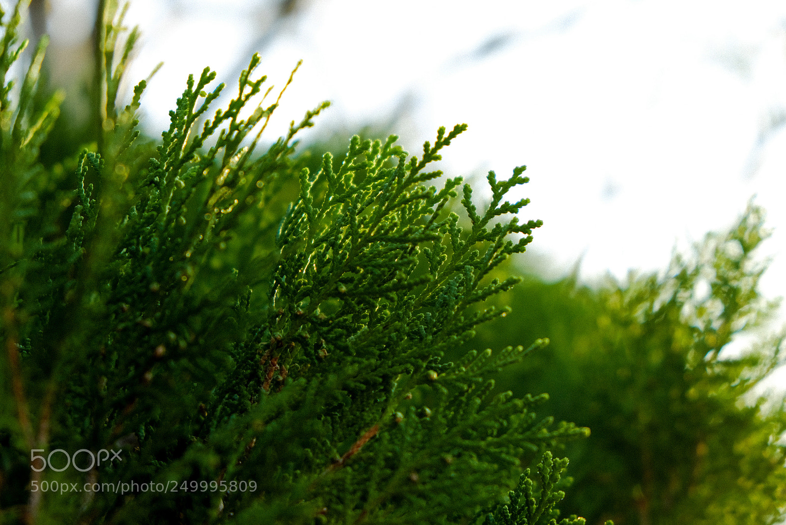 Fujifilm X-T20 sample photo. Peaceful green photography