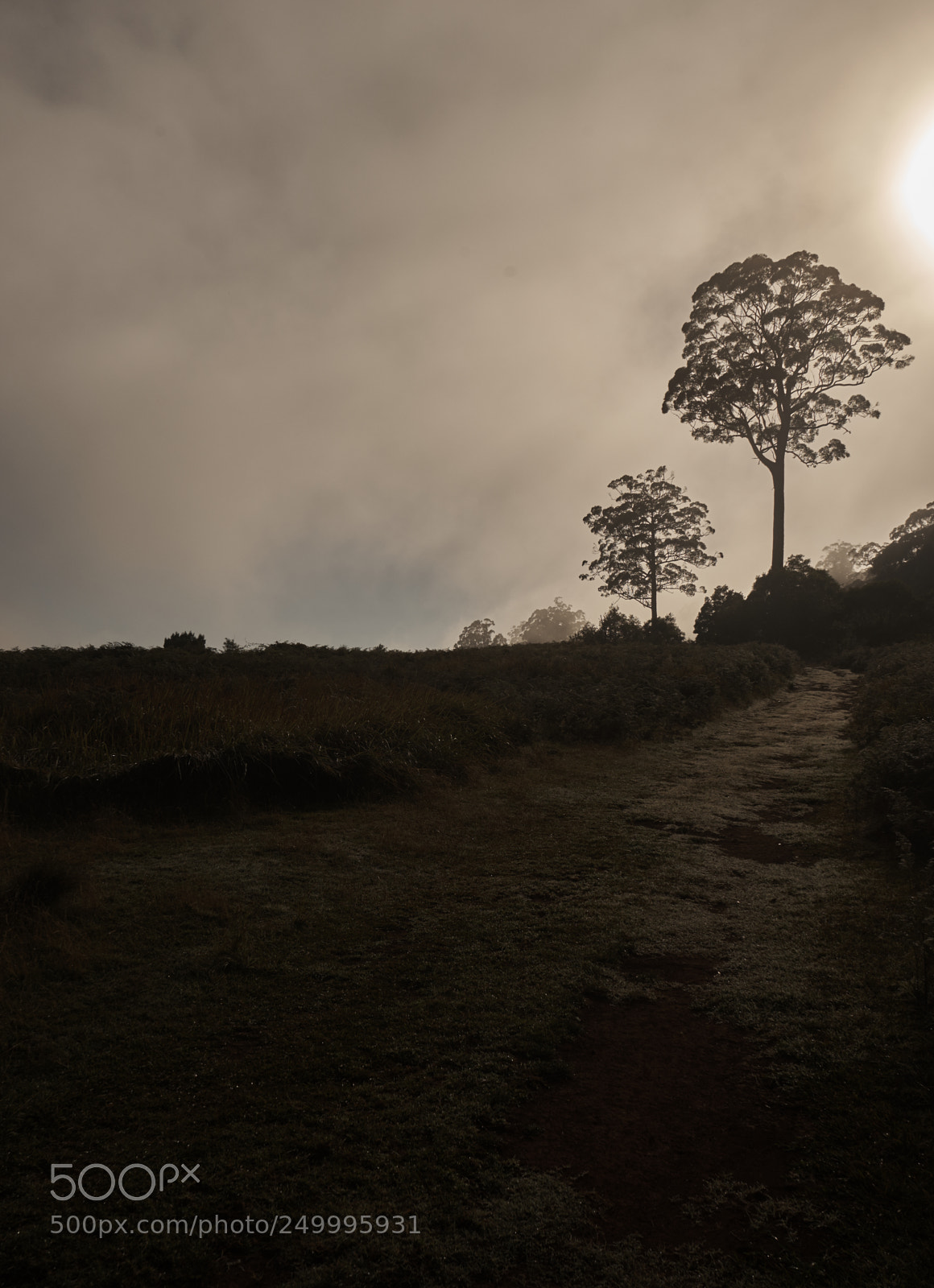 Sony a7 sample photo. Tree photography