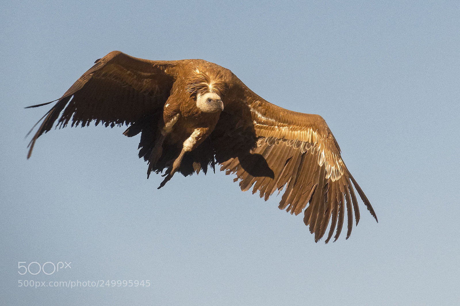 Sony Cyber-shot DSC-RX10 IV sample photo. Eurasian griffon photography