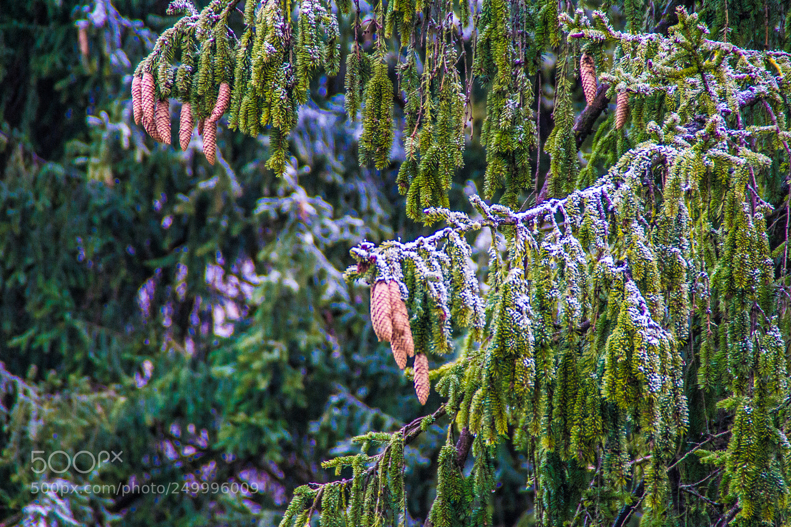 Sony a5100 sample photo. Walking in castione della photography