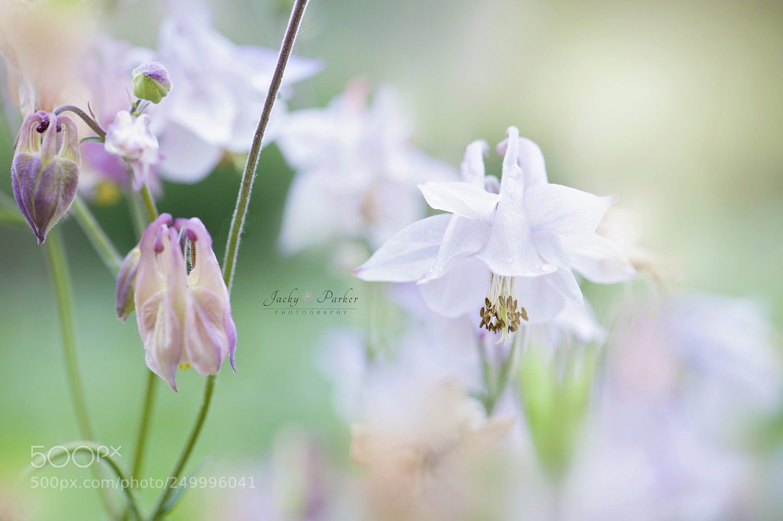 Nikon D700 sample photo. Delicate photography