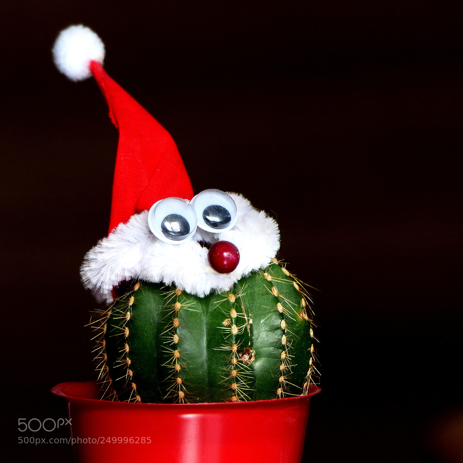 Panasonic Lumix DMC-FZ200 sample photo. Cactus photography