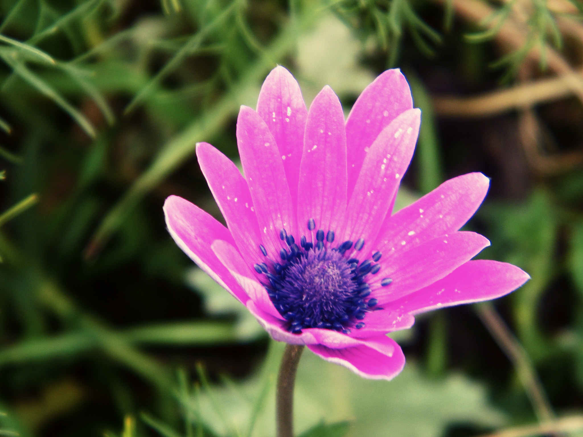Kodak EASYSHARE Z1015 IS DIGITAL CAMERA sample photo. Purple flower photography