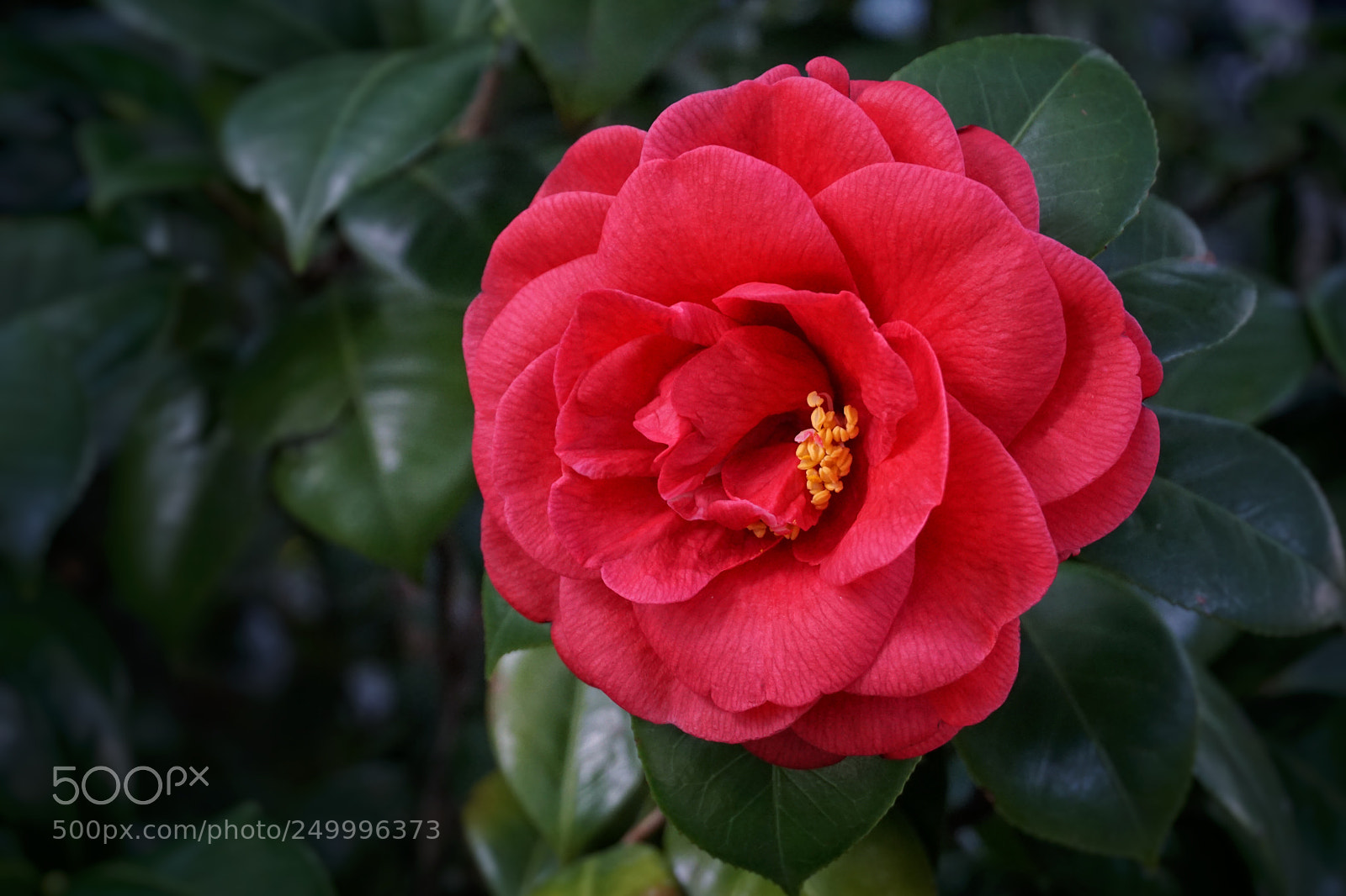 Sony a6000 sample photo. Untitled photography