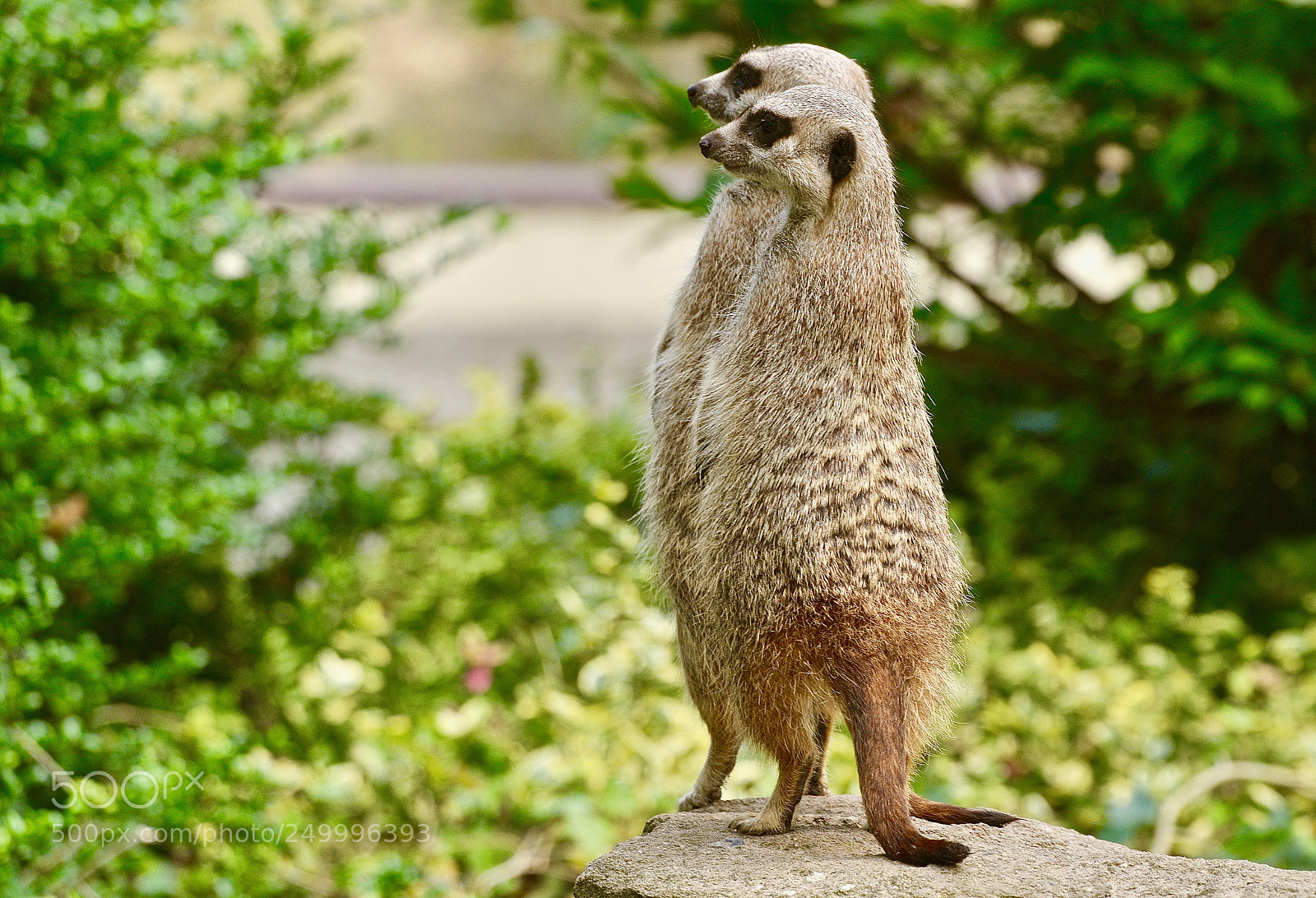 Nikon D800 sample photo. 'two of a kind' photography