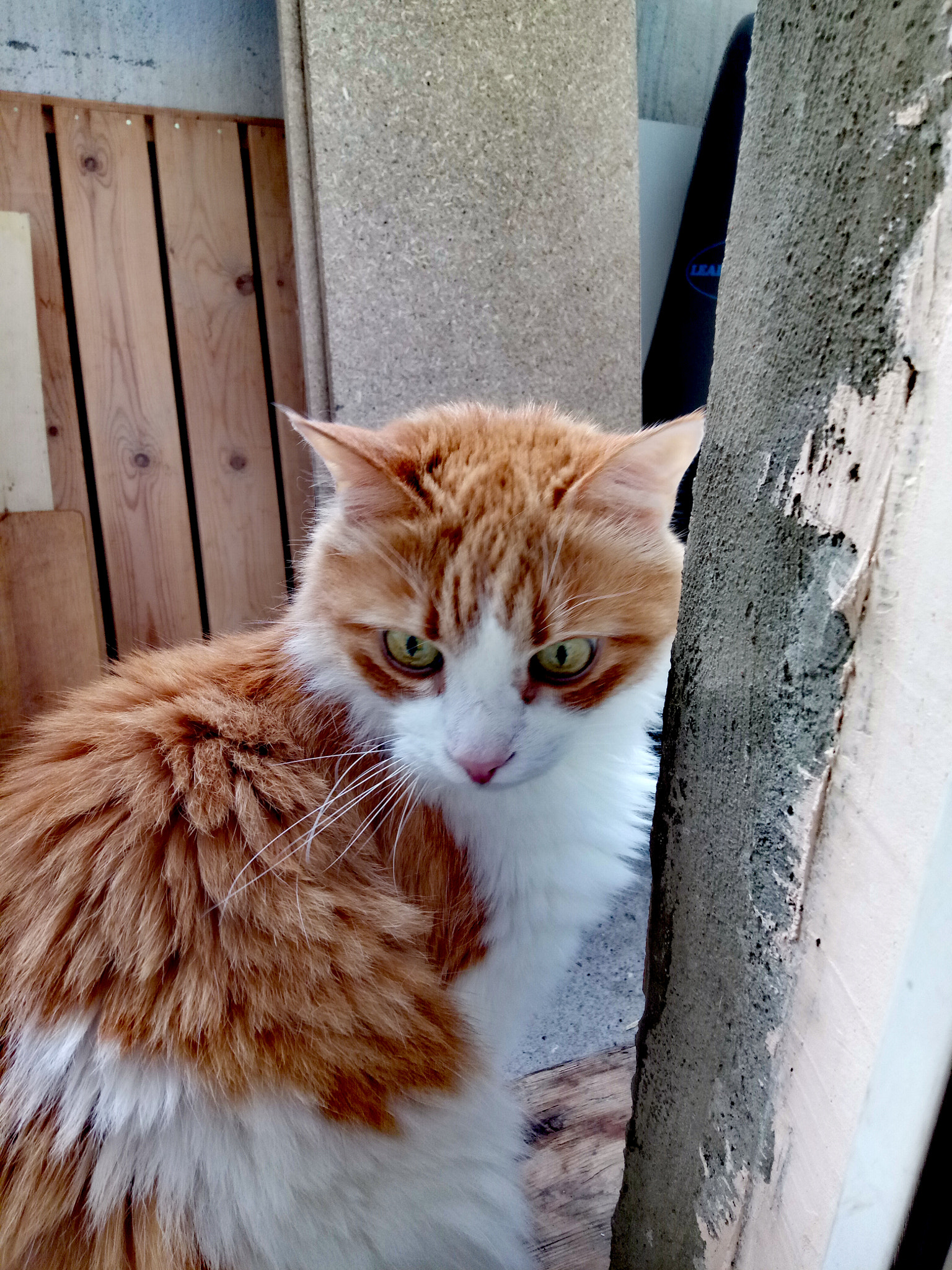 HUAWEI honor 6C Pro sample photo