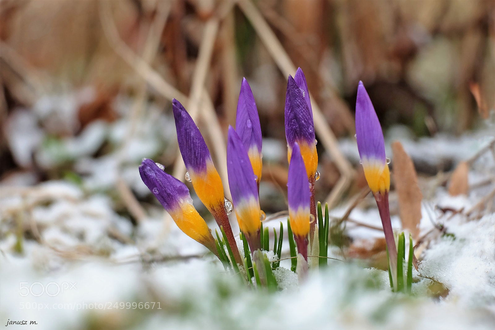 Fujifilm X-T10 sample photo. Awaiting spring ... photography