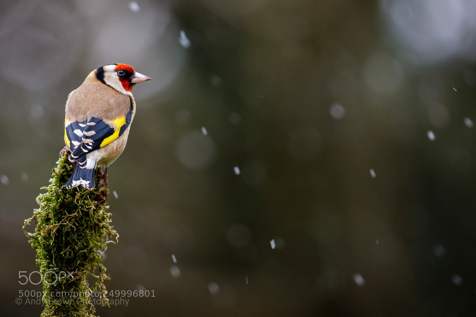 Canon EOS 7D Mark II sample photo. Goldfinch in the snow photography