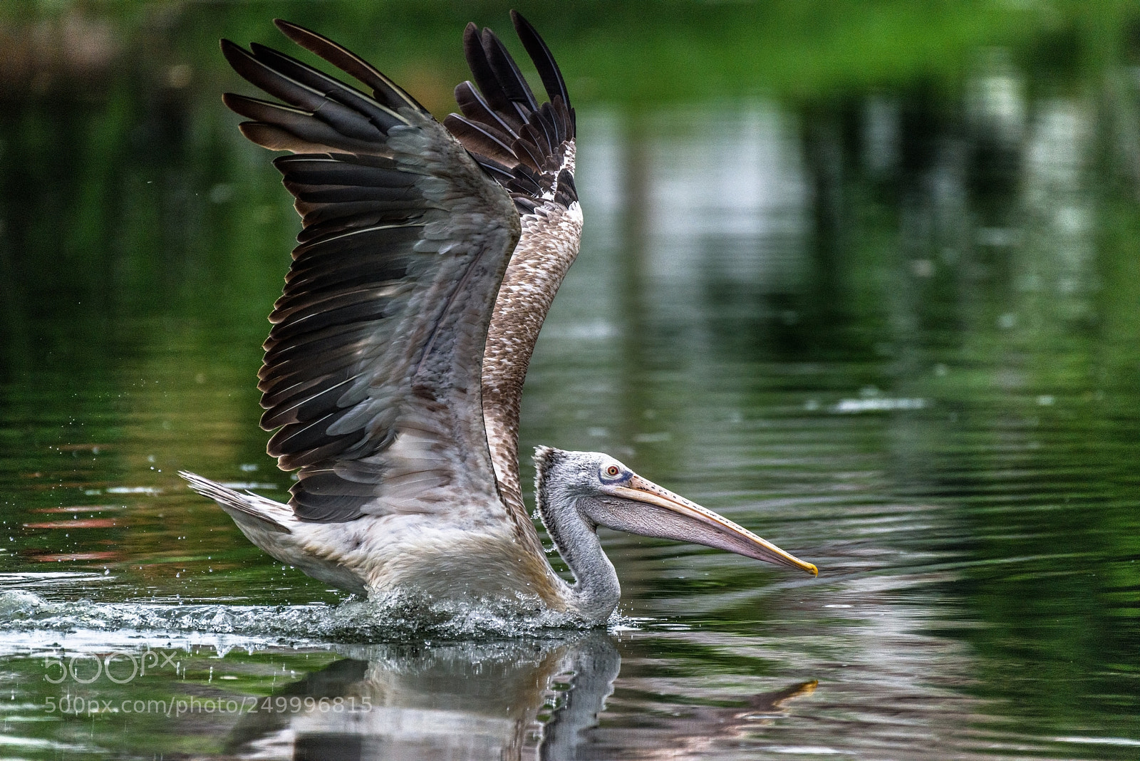 Nikon D810 sample photo. Pelican landing in water photography