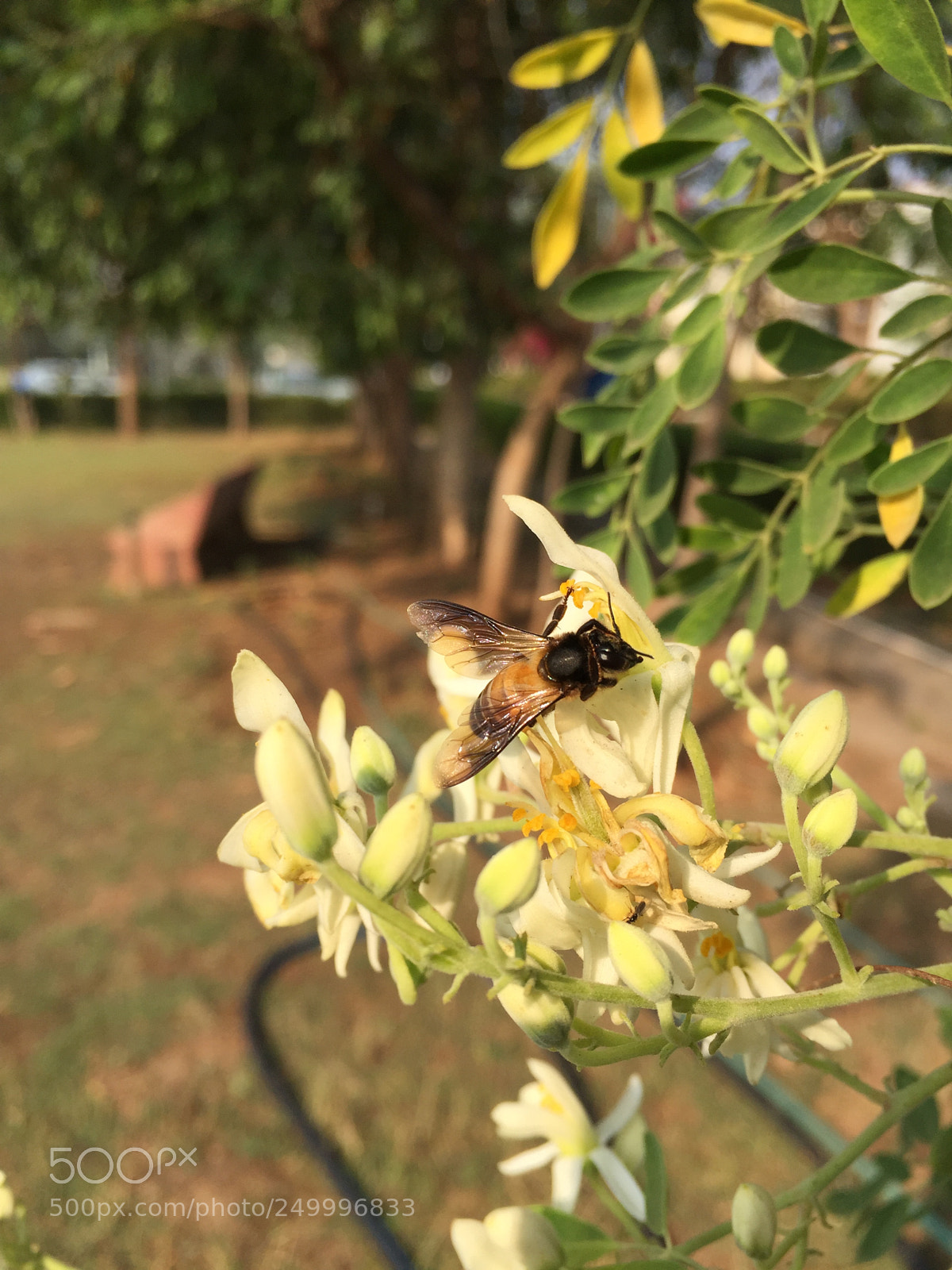 Apple iPhone 6 sample photo. Peaceful photography