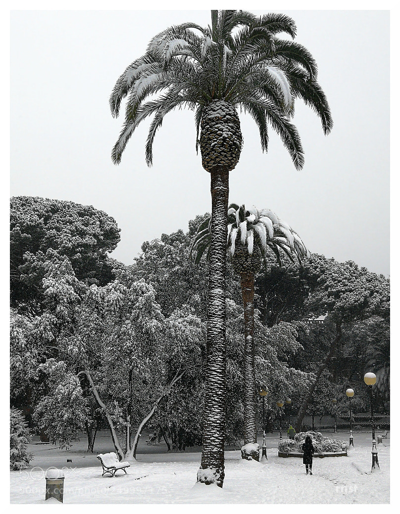 HUAWEI P10 sample photo. Palmeras photography
