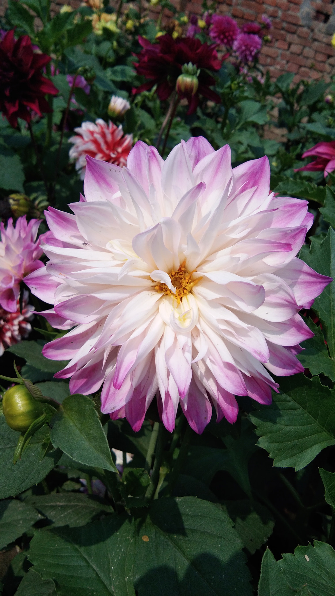 vivo Y55s sample photo. Dahlia photography