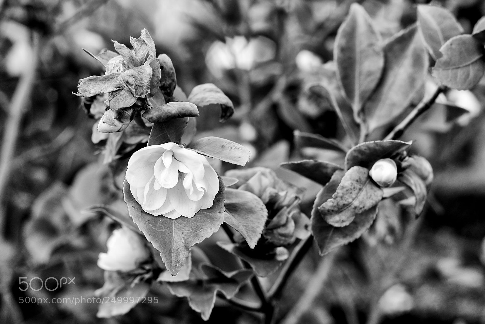 Canon EOS 600D (Rebel EOS T3i / EOS Kiss X5) sample photo. White rose photography