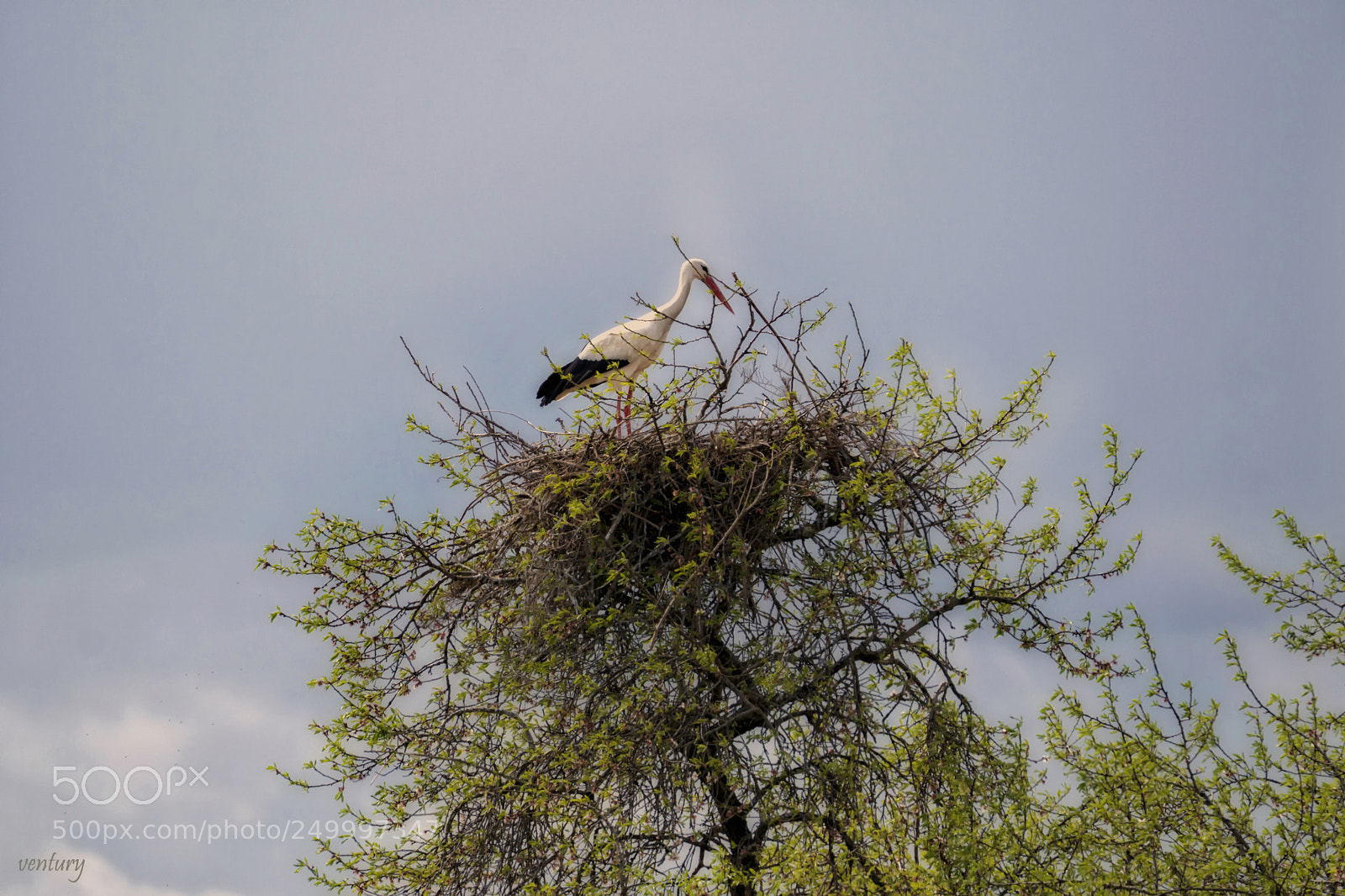 Sony a6500 sample photo. The stork photography