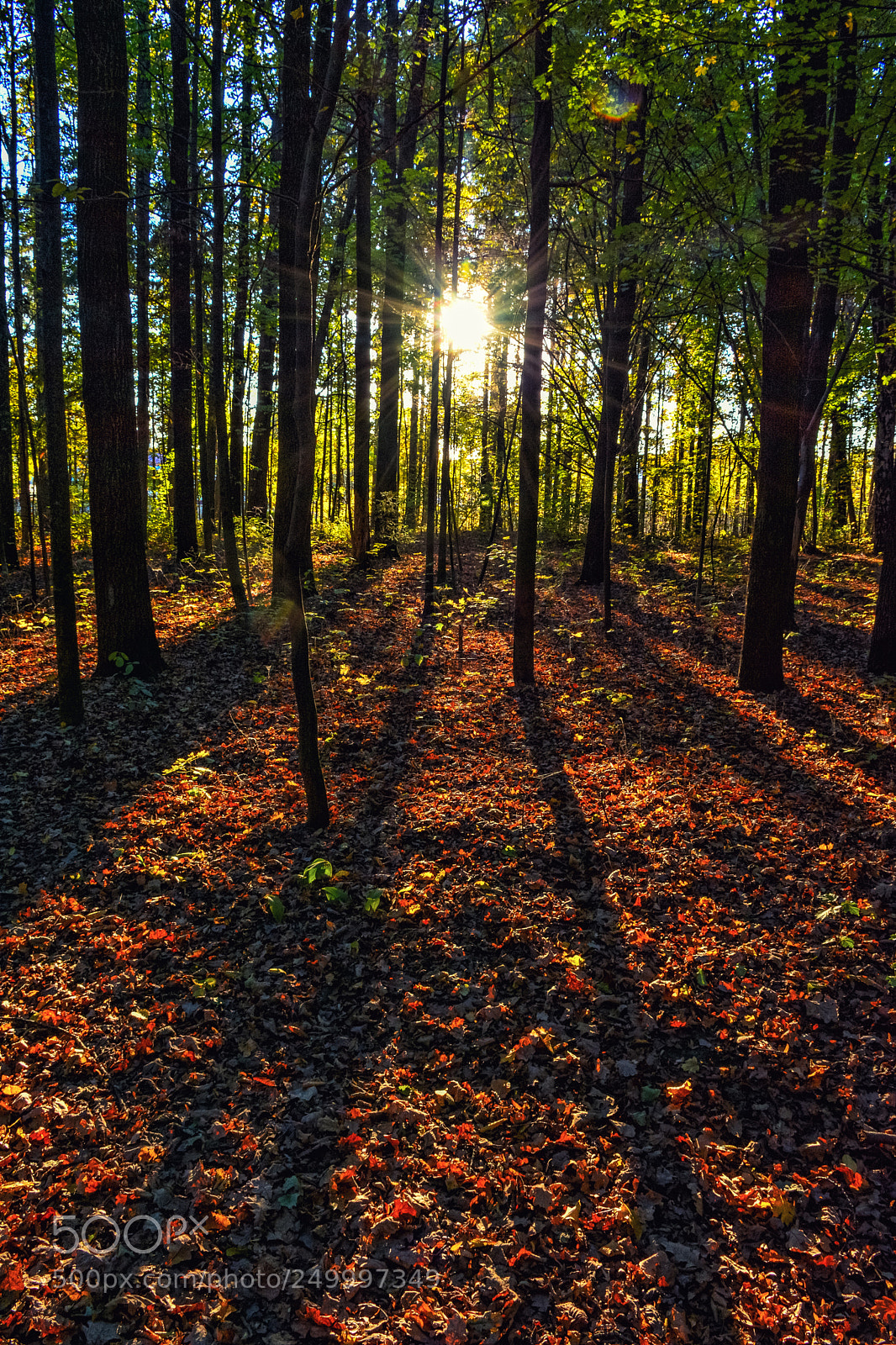 Nikon D7100 sample photo. Forest sun photography