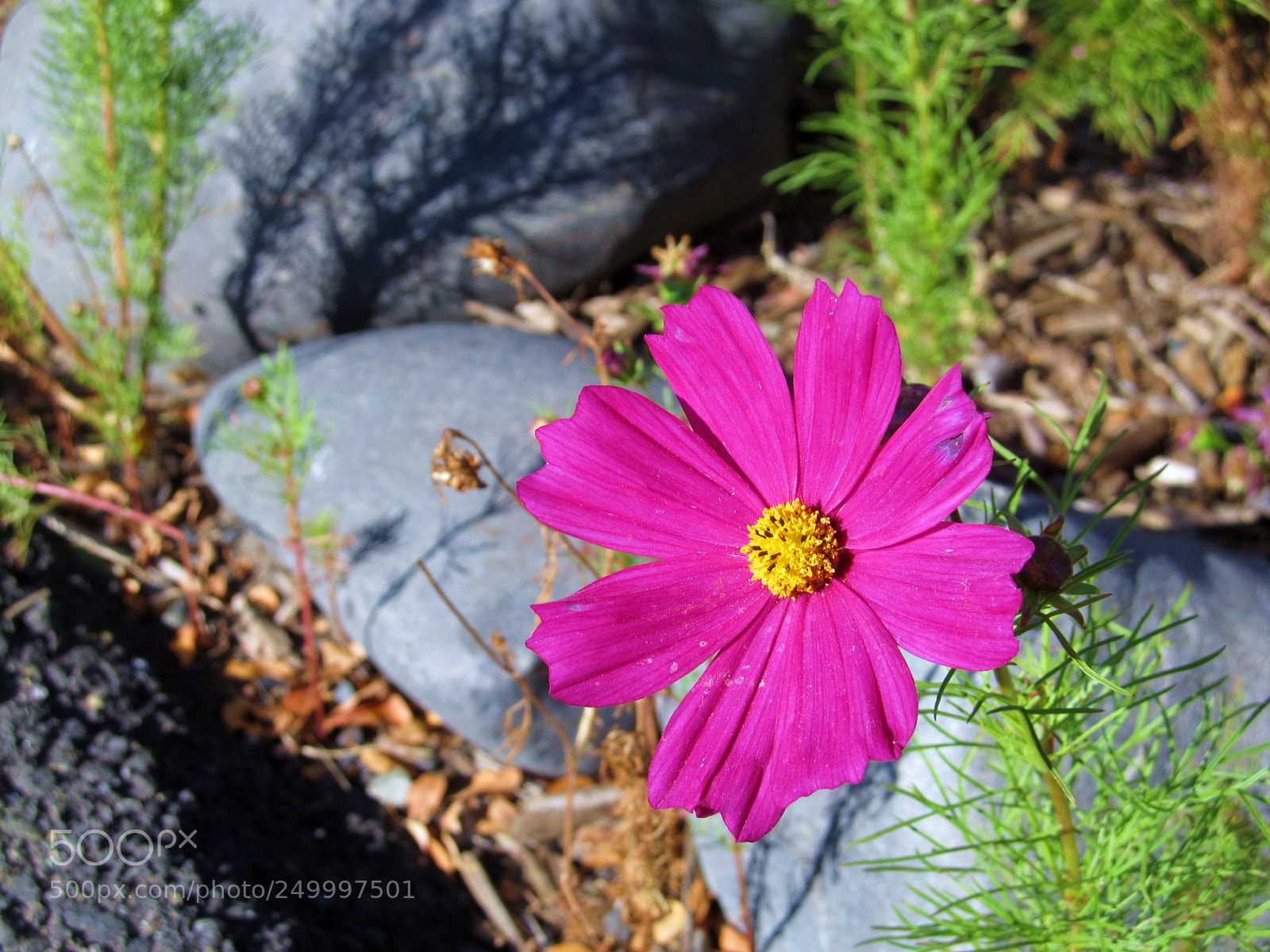 Canon PowerShot SX130 IS sample photo. Fuscia flower photography