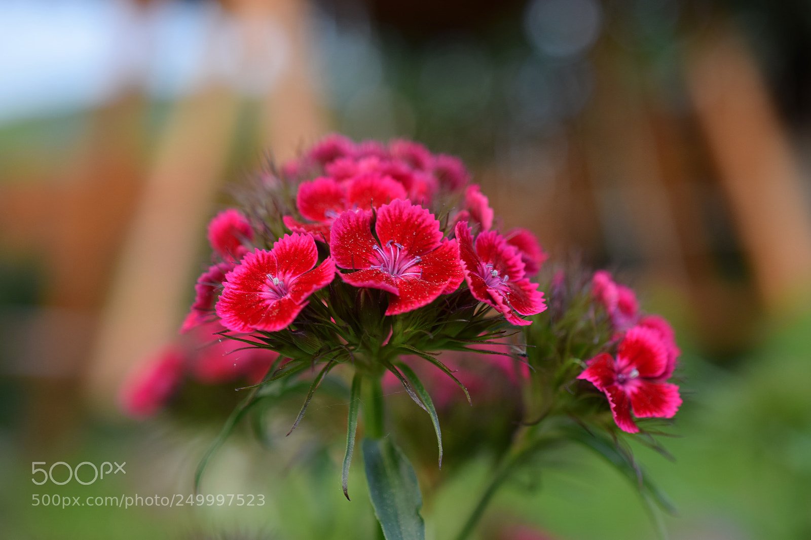 Nikon D5300 sample photo. Dianthus barbatus "black magic". photography