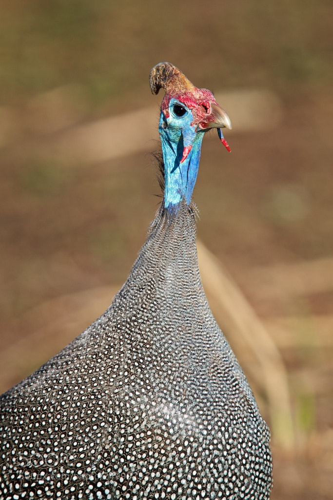 Canon EOS 7D sample photo. Africa photography