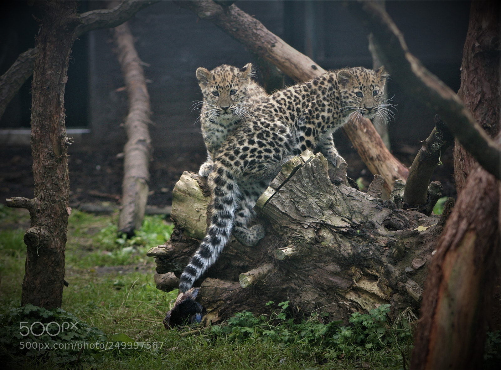 Canon EOS 20D sample photo. Leopard cubs photography