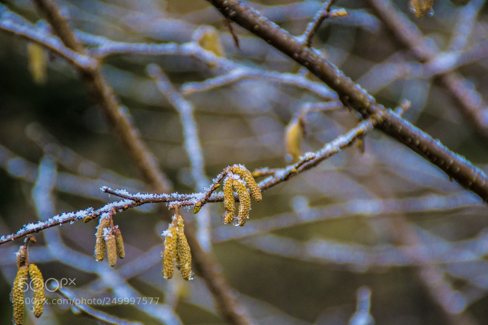Sony a5100 sample photo. Walking in castione della photography