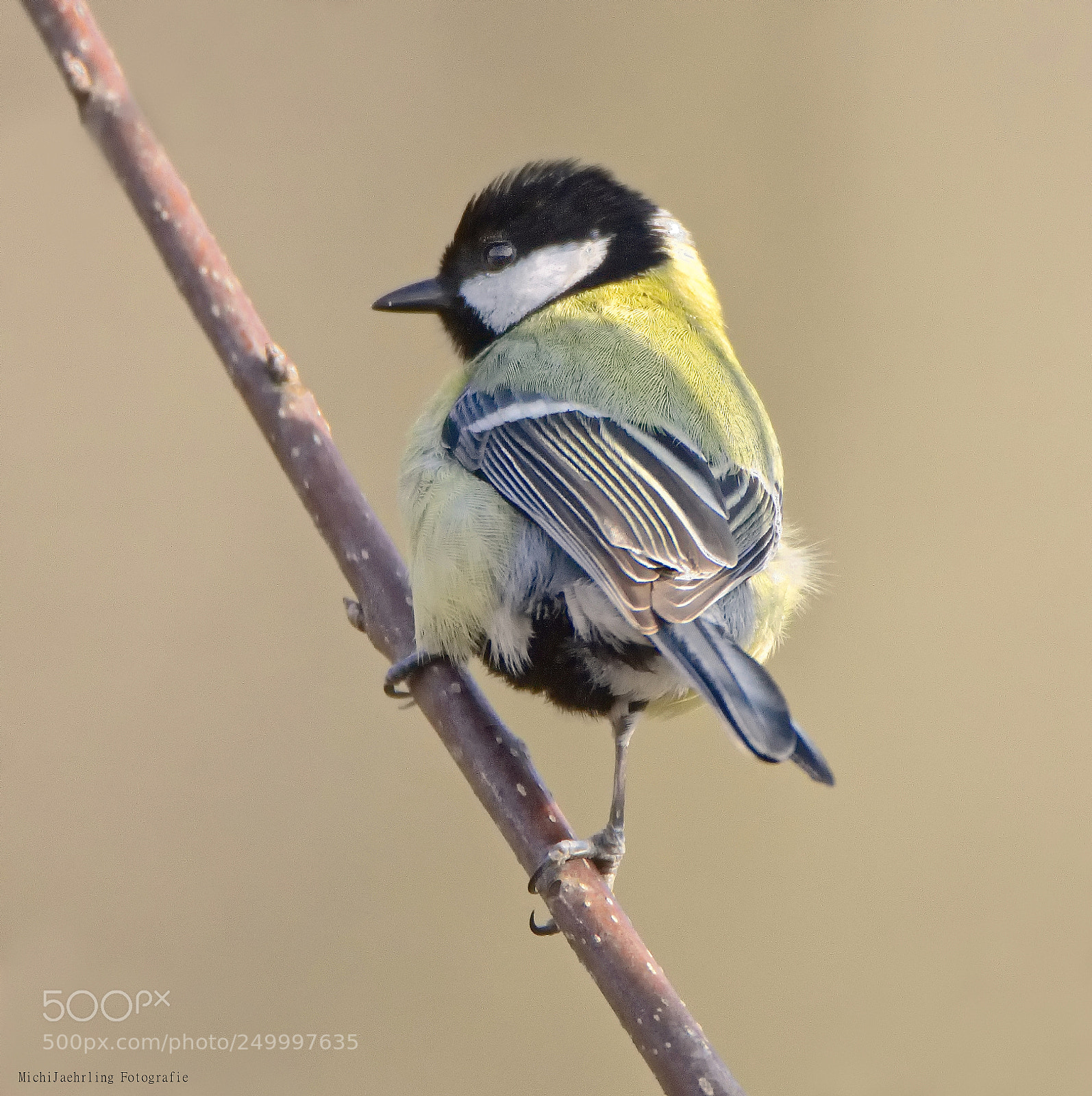 Nikon D7200 sample photo. Kohlmeise (parus major) photography