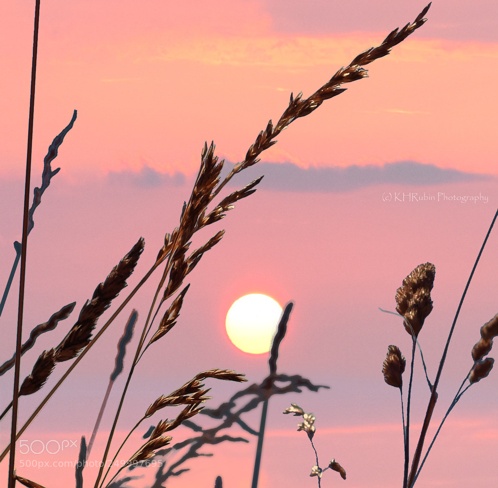 Nikon D5500 sample photo. Grassy sunset photography