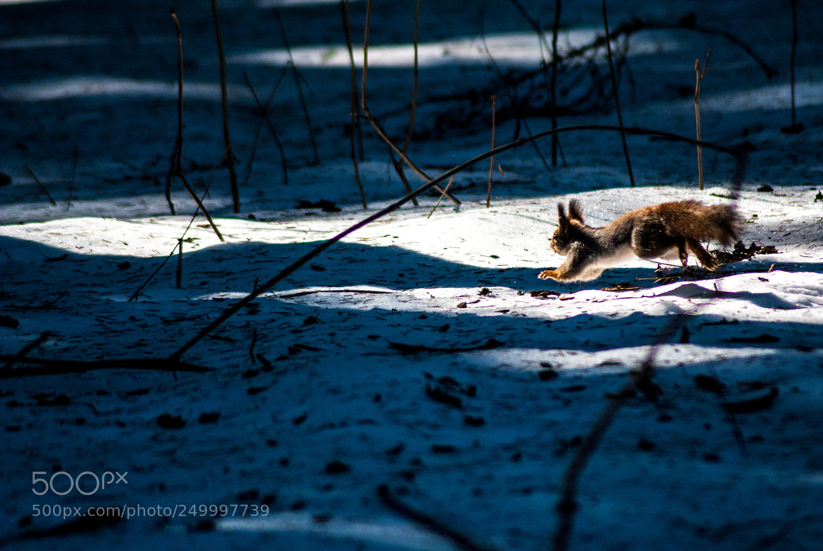 Nikon D3000 sample photo. Flying squirrel photography