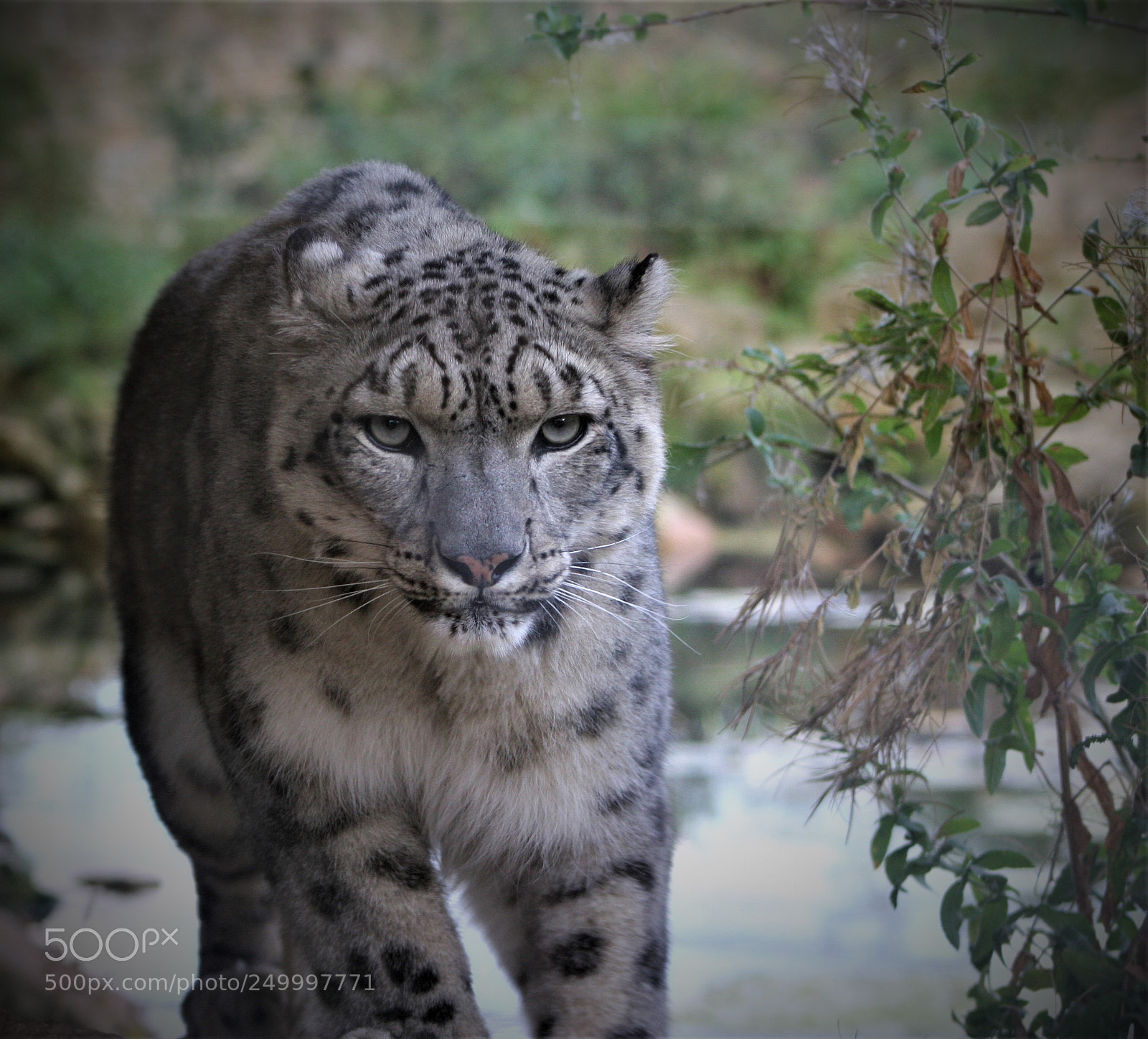 Canon EOS 20D sample photo. Snow leopard photography