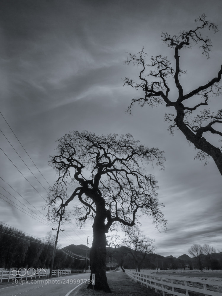 Olympus OM-D E-M10 sample photo. Dawning on the way photography