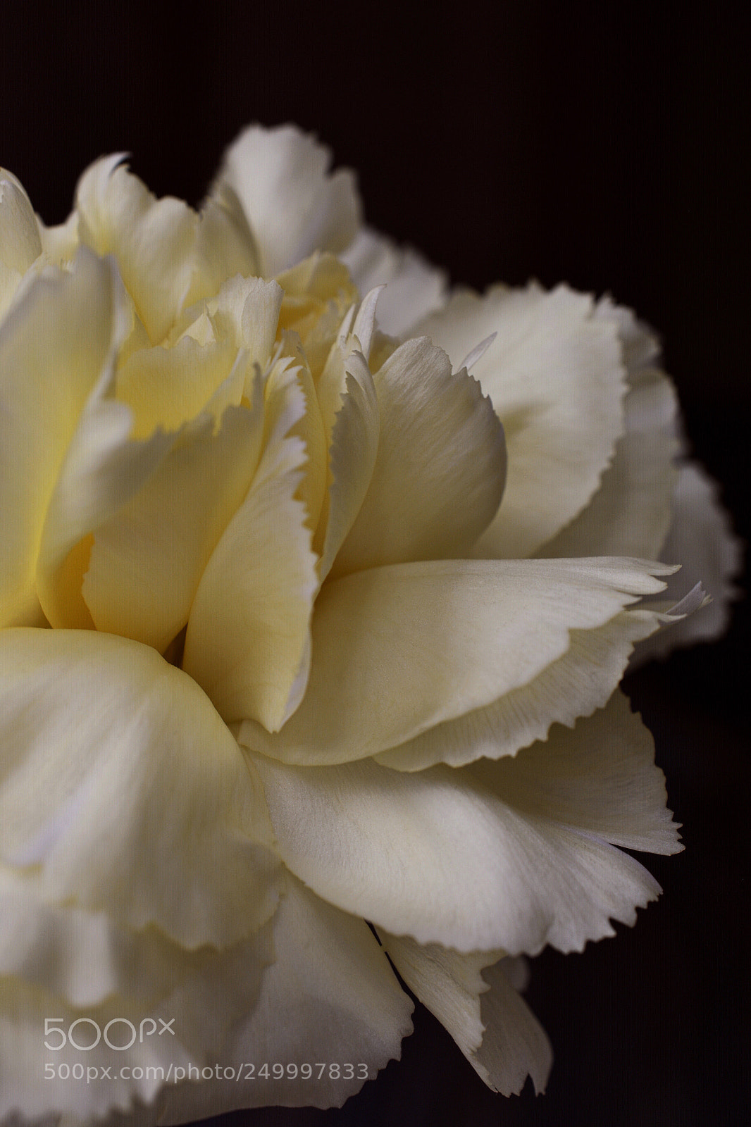 Nikon D7100 sample photo. All those frills  photography
