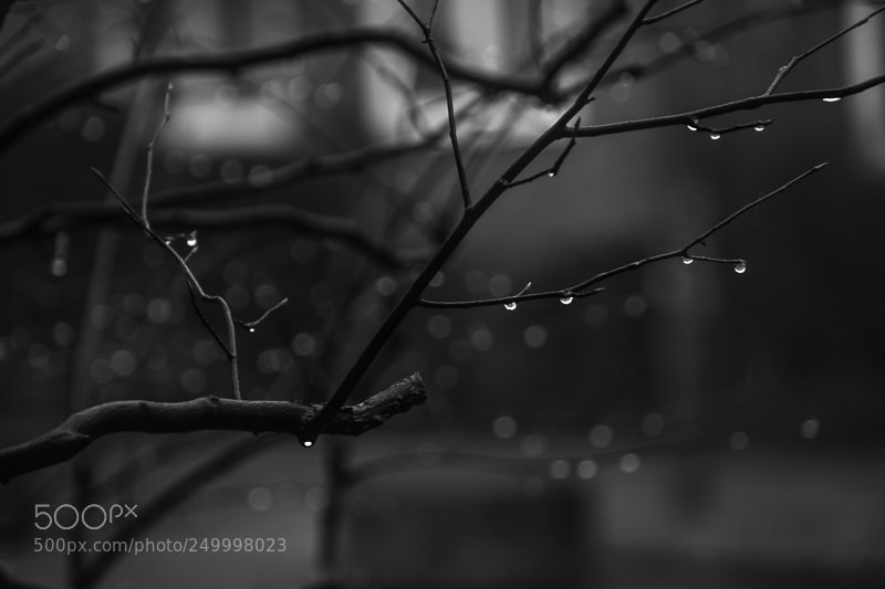 Nikon D5200 sample photo. Regentropfen iii photography