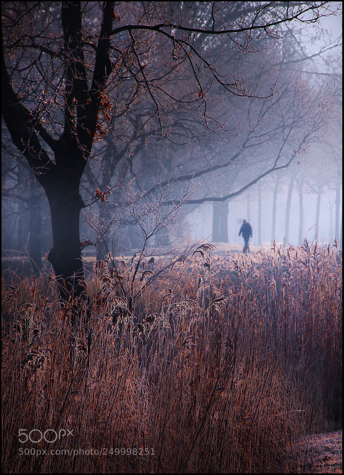 Canon EOS 700D (EOS Rebel T5i / EOS Kiss X7i) sample photo. The last dutch winter photography