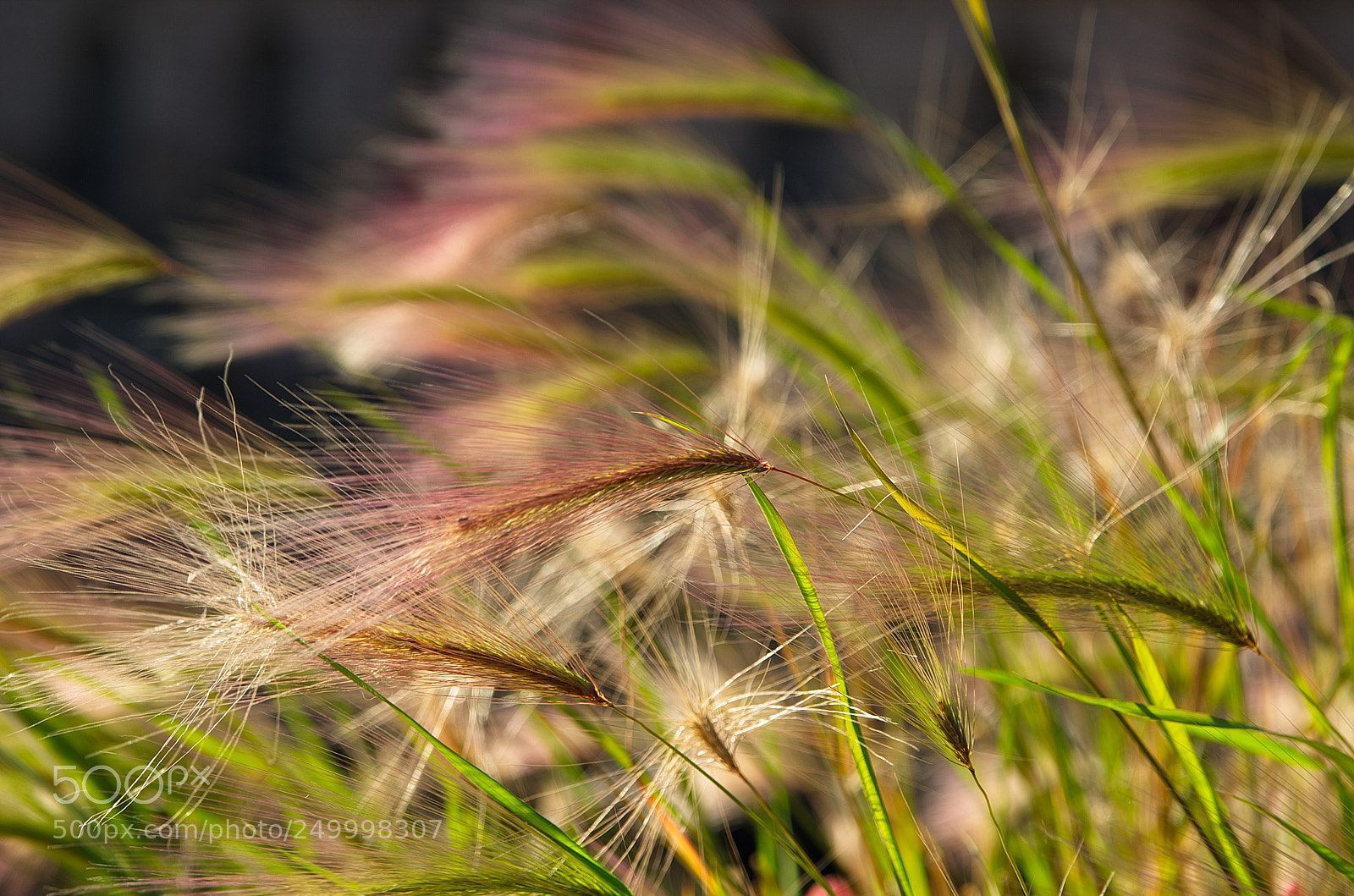Pentax K-5 II sample photo. Gras photography