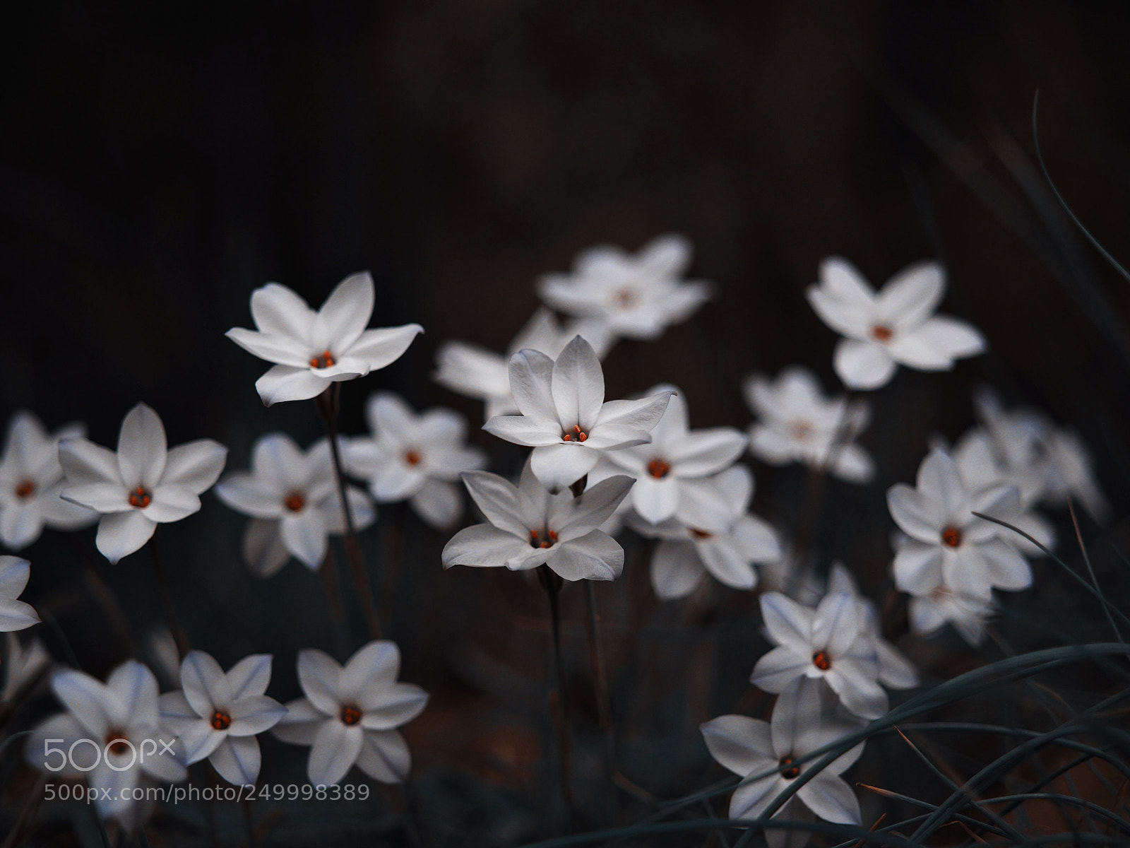 Olympus OM-D E-M10 II sample photo. Starlets  photography