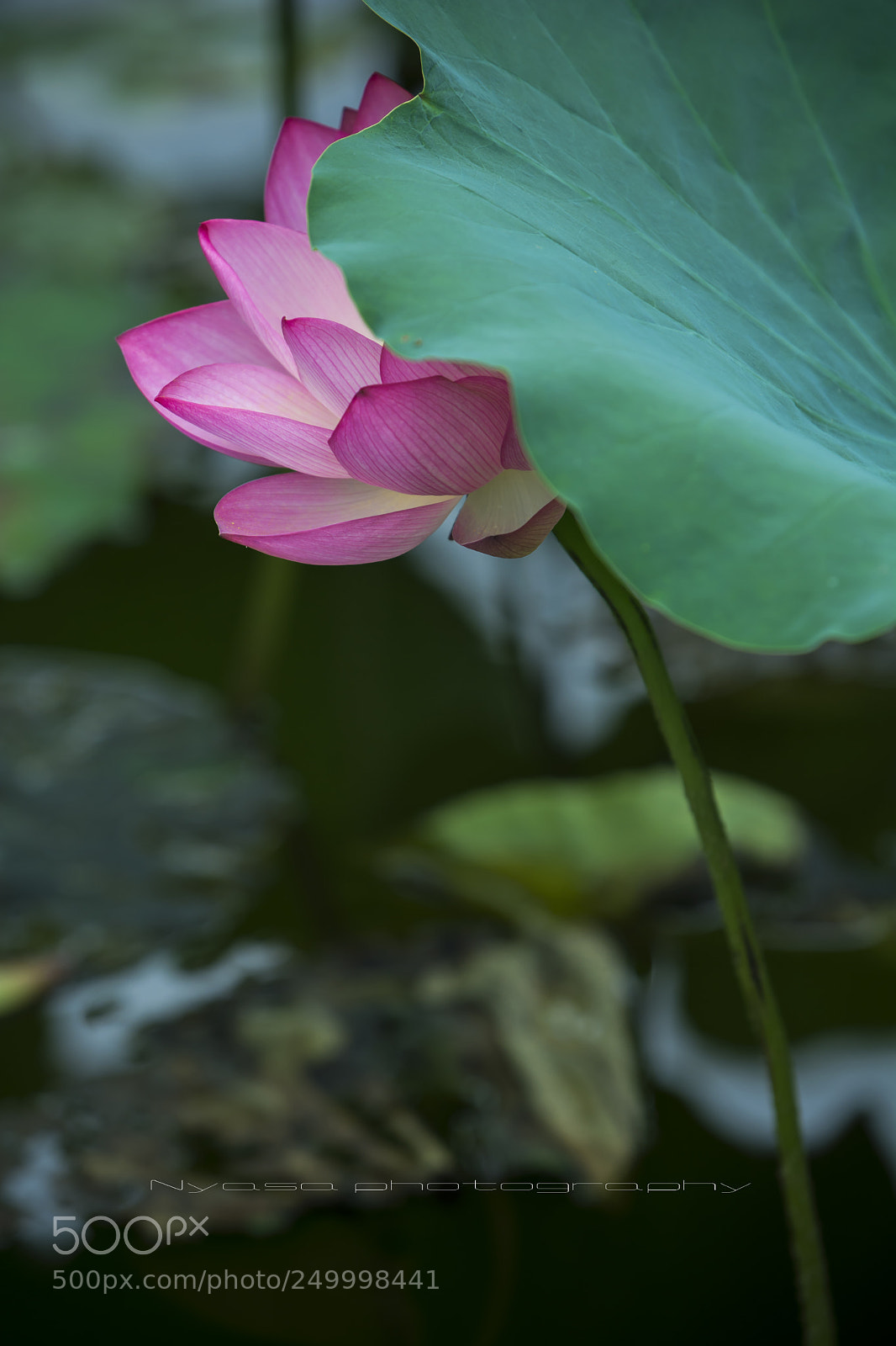 Nikon D7100 sample photo. Shy girl photography