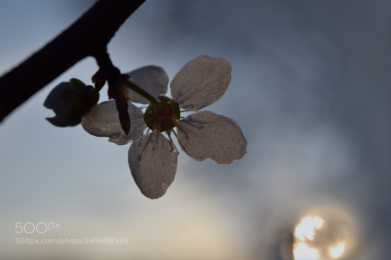 Nikon D3300 sample photo. Facing the sun photography
