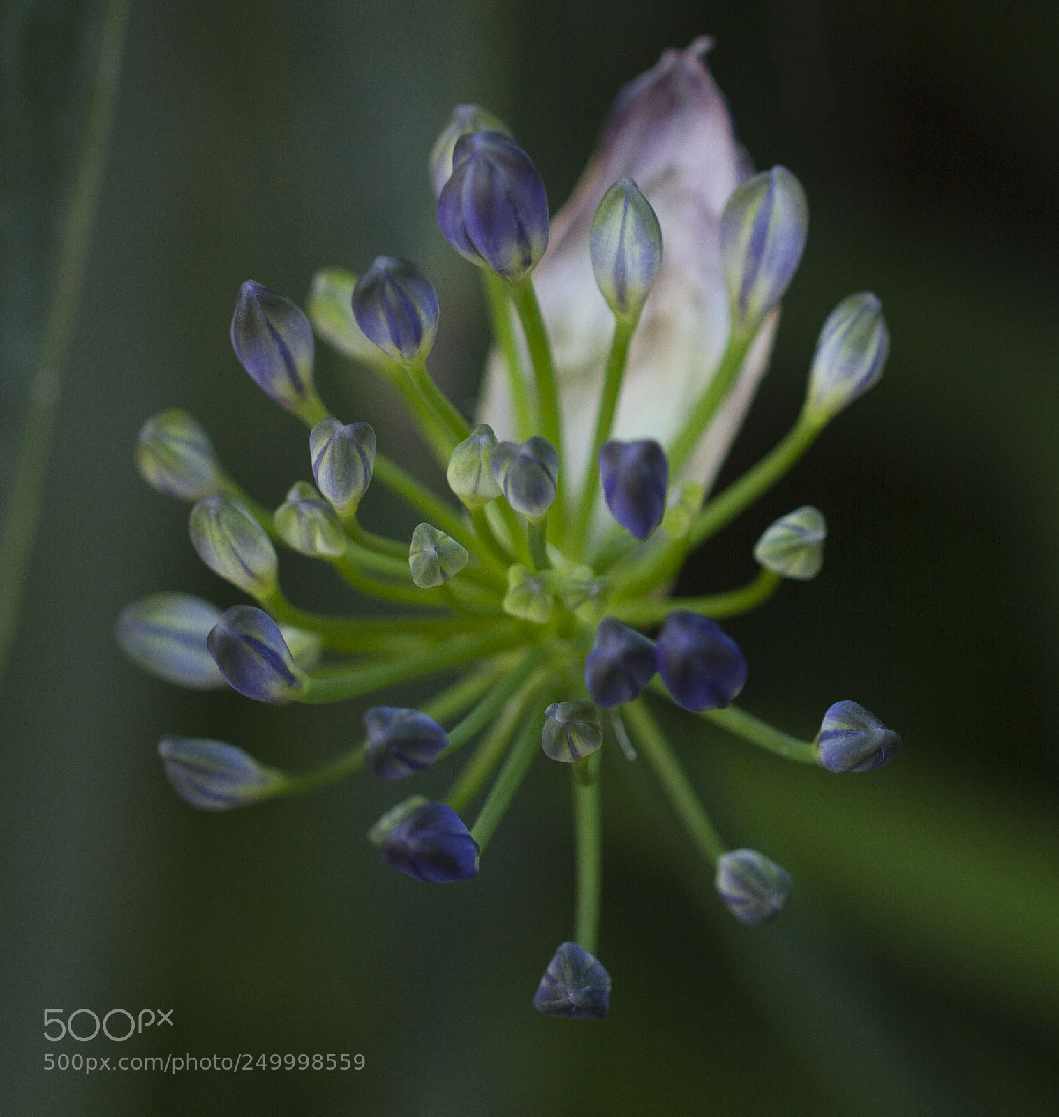 Canon EOS 7D sample photo. Blooming photography