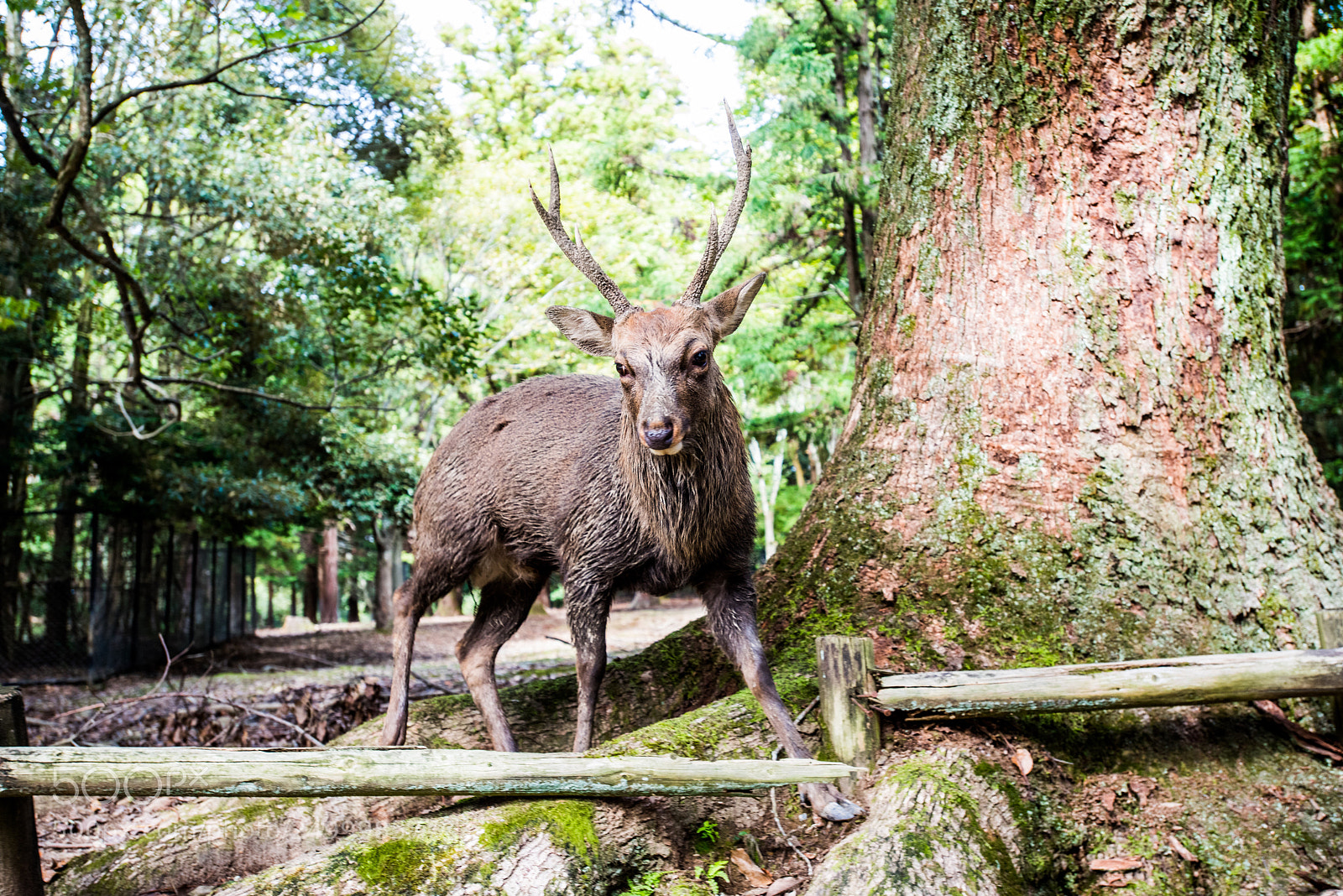 Nikon D810 sample photo. Angry photography