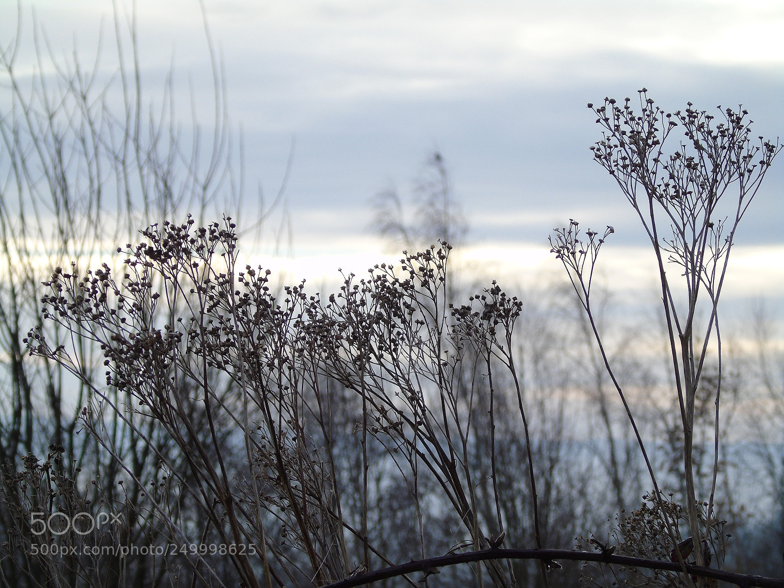 Sony Cyber-shot DSC-H400 sample photo. Seed heads in silhouette photography