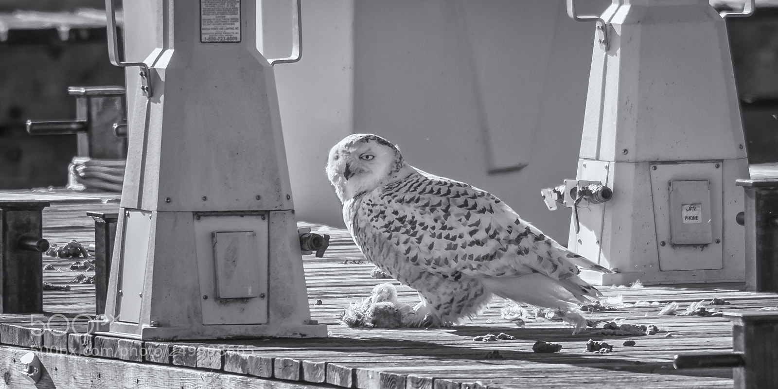 Nikon D810 sample photo. Snowy owl with breakfast photography