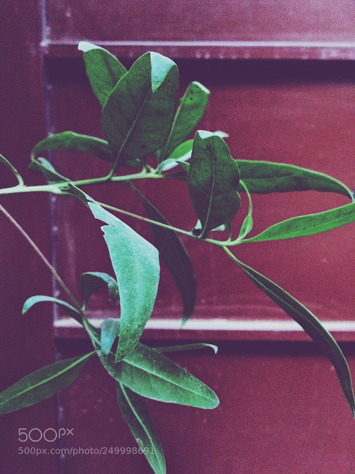Apple iPhone 5s sample photo. Shoot on iphone ? photography