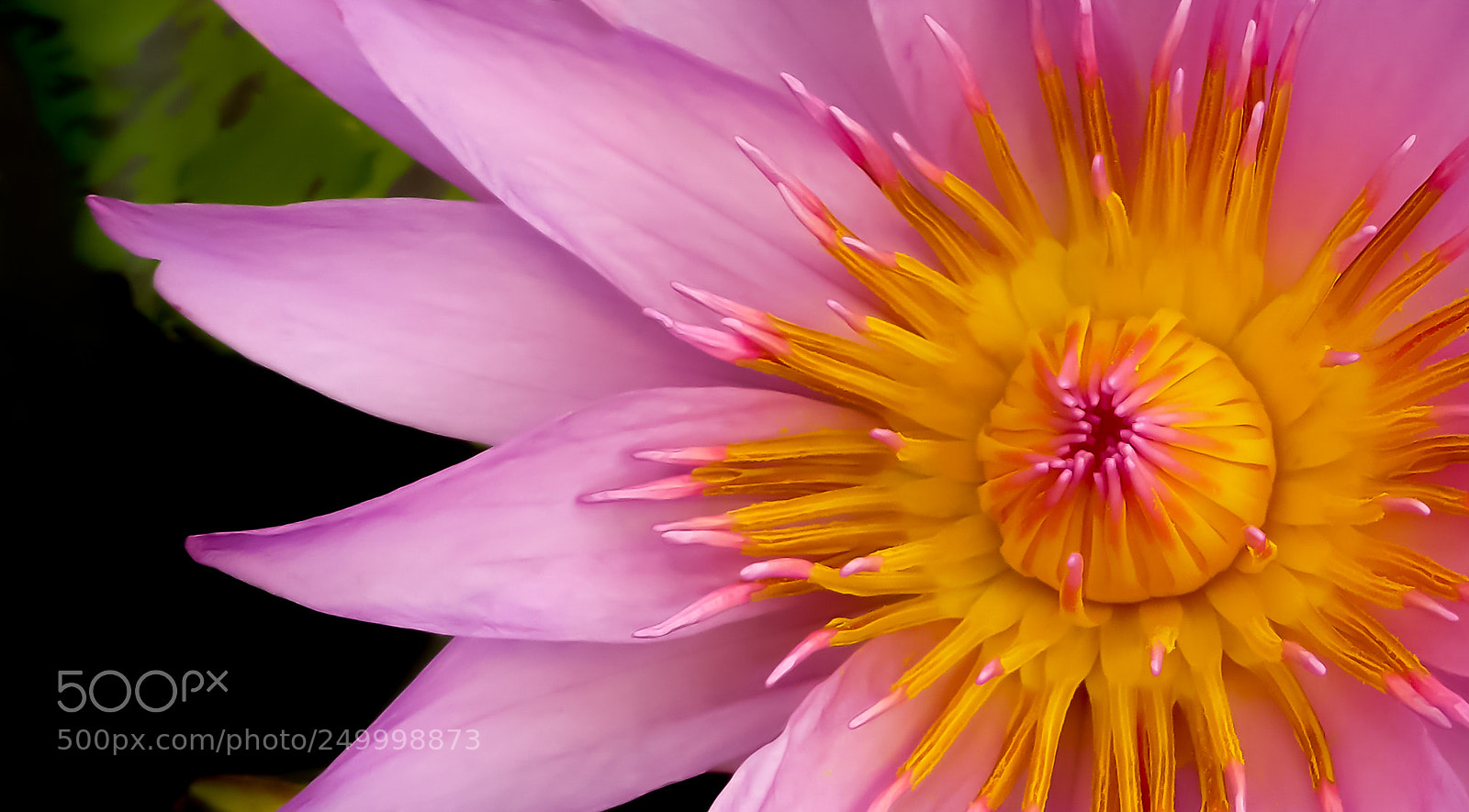 Panasonic Lumix DMC-ZS30 (Lumix DMC-TZ40) sample photo. Nature in pink photography