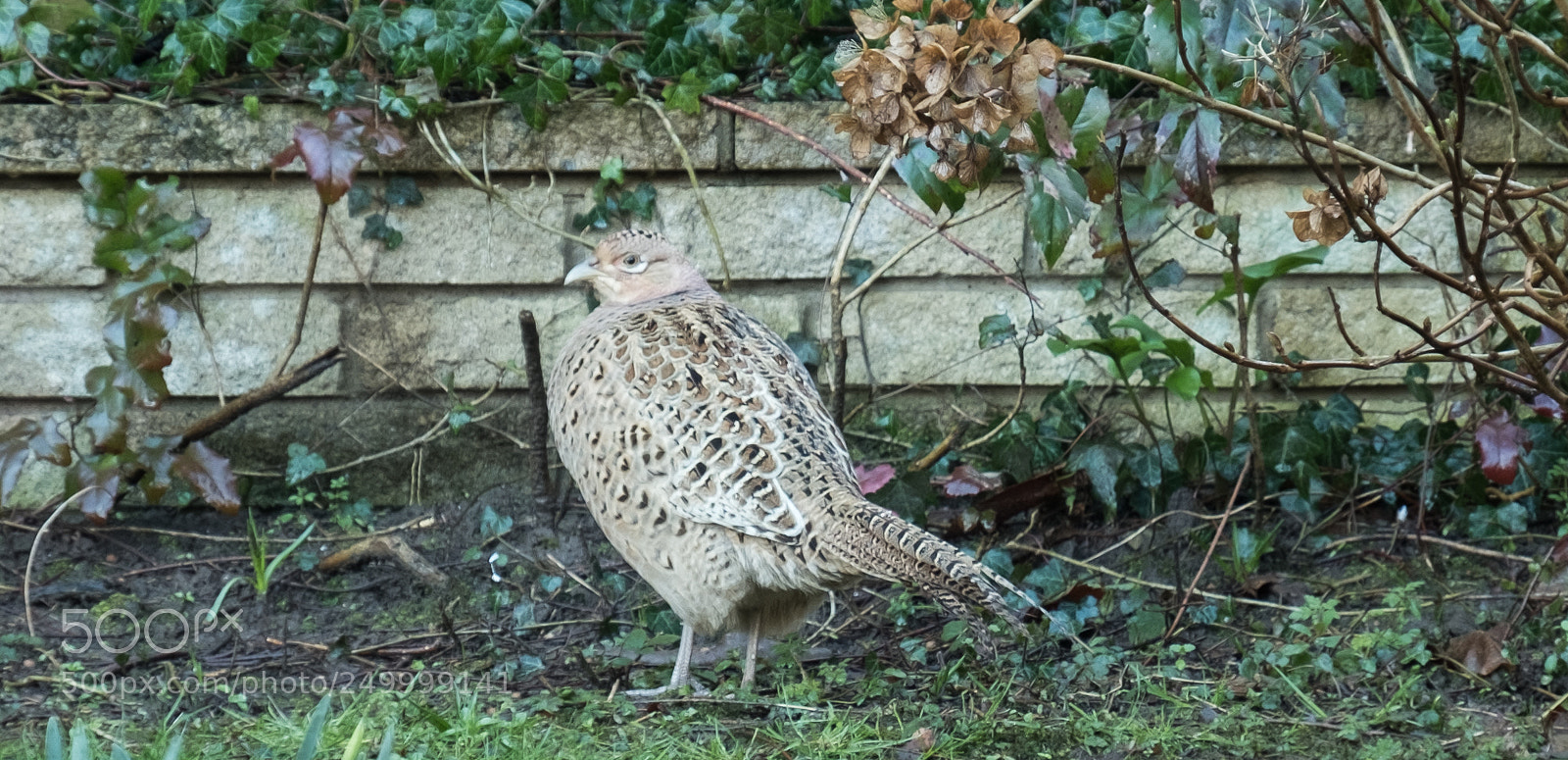 Fujifilm X-T2 sample photo. Garden visitor photography