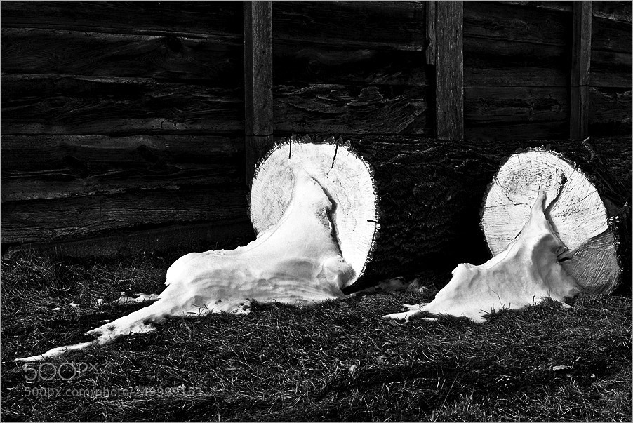 Nikon D610 sample photo. Winter forms photography