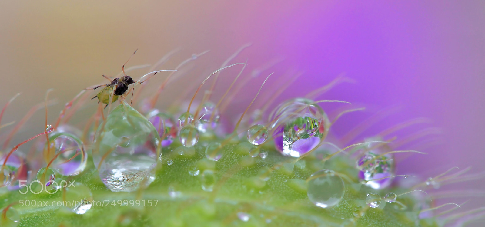 Olympus OM-D E-M5 sample photo. A miniature and enchanted photography