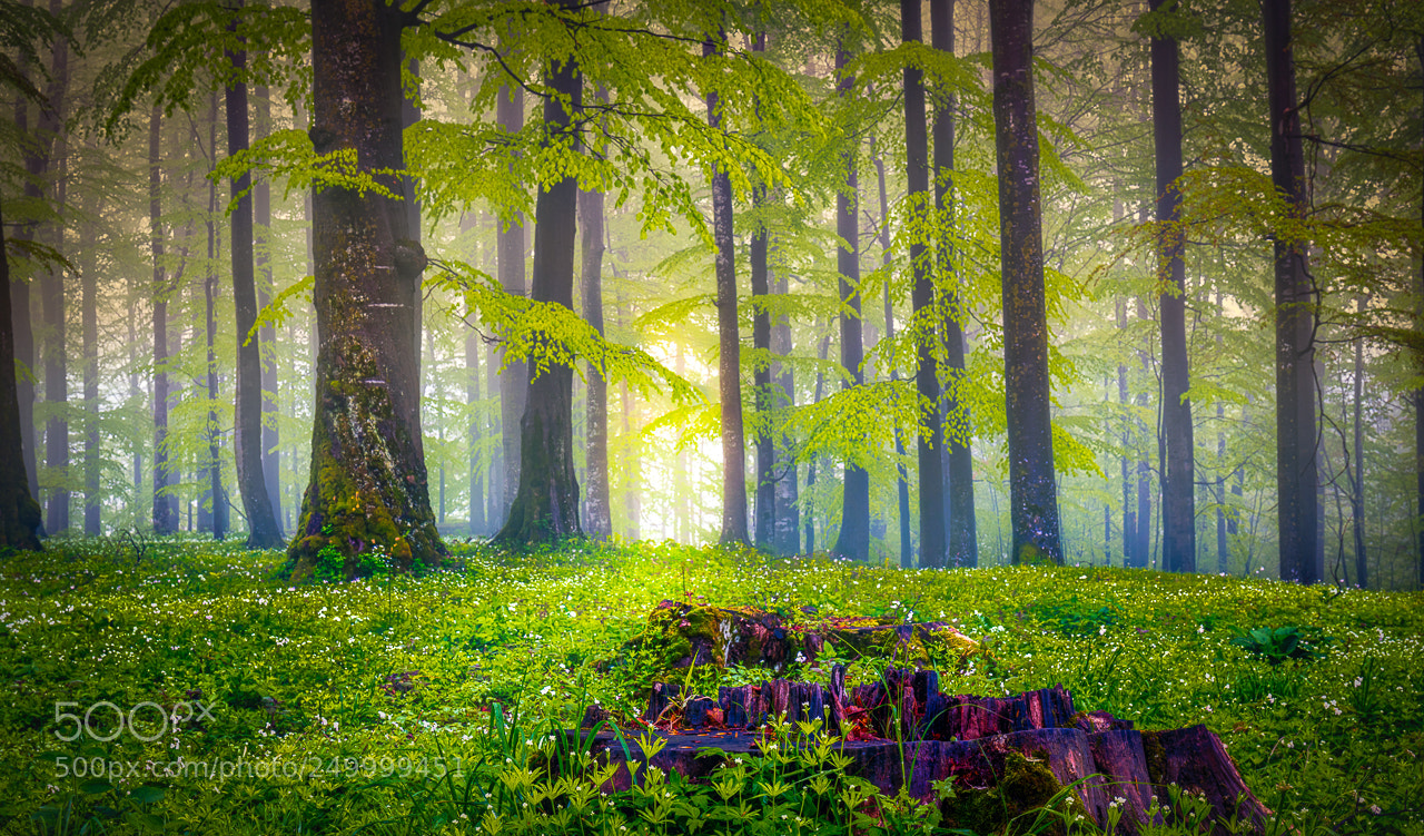 Canon EOS 5DS R sample photo. Magic forest photography